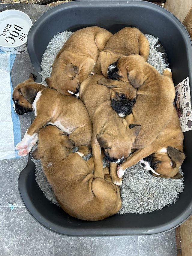 Preview of the first image of Beautiful boxer puppies ready to leave for their new homes.