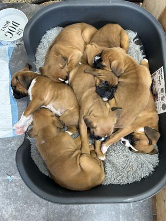 Image 1 of Beautiful boxer puppies ready to leave this weekend!