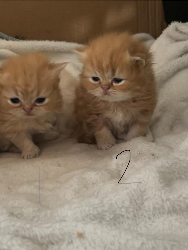 Preview of the first image of ??beautiful Persian kittens ??.