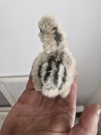 Image 4 of Pure Silkie and naked necks silkies