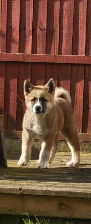 Image 9 of 1 male American inu akita puppy left for sale