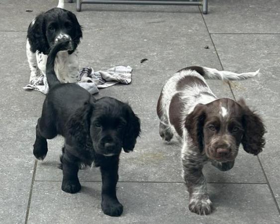 Image 13 of Kc registered cocker spaniel pups ready 25 th April