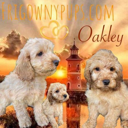 Image 2 of Top Quality Cockerpoo Puppies from Licensed Breeder