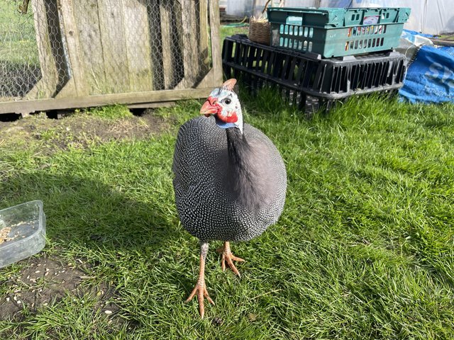 Preview of the first image of Female Guinea Fowl Wanted.