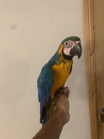 Image 5 of Baby HandReared Silly Tame Cuddly Blue & Gold Macaw