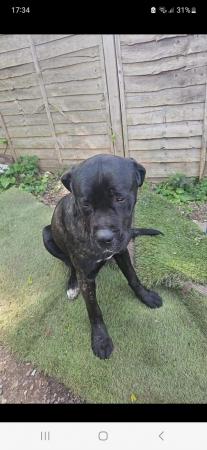 Image 3 of 1 year cane corso cross mastiff , looking for a good home