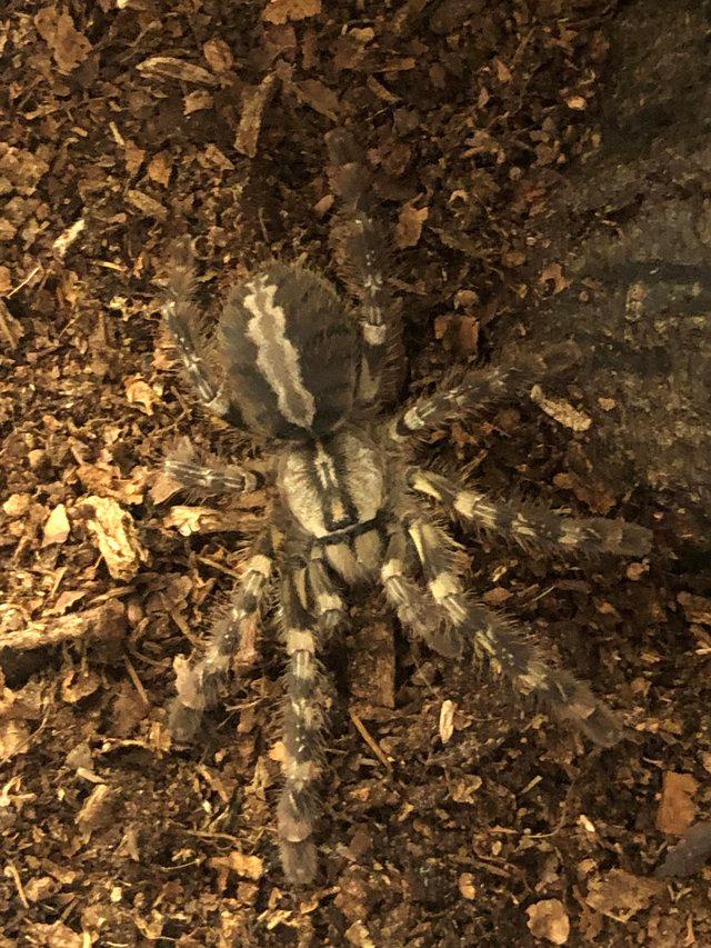Preview of the first image of Unwanted tarantula All buy all sell.