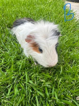 Image 14 of Male and Female Guinea pigs