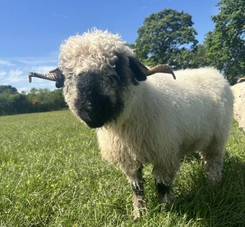 Image 2 of Valais Blacknose Ewe looking for a new home