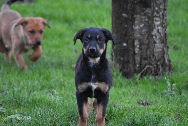 Image 7 of Huntaway Puppies for Sale. Ready to leave now!