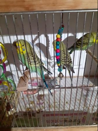 Image 5 of YOUNG BUDGIES FOR SALE NICE BIRDS £20