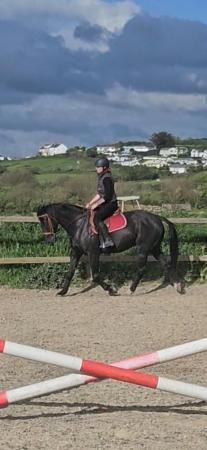 Image 3 of 16hh warmbloody gelding - nice natured.