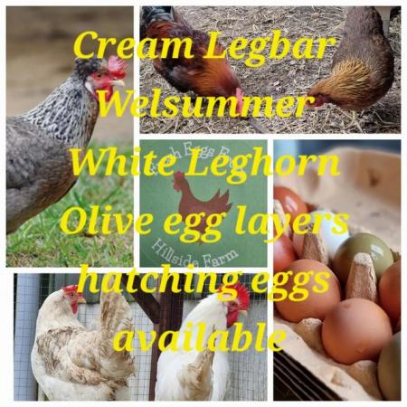 Image 2 of Cream legbar, white leghorn, olive egger chicks of all ages