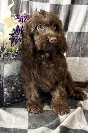 Image 4 of F1 mini Cockapoo’s chocolate and tan 29 dna clear