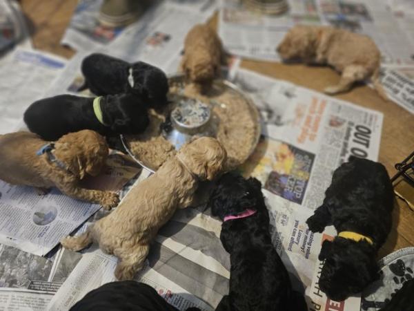 Image 6 of Exceptional quality litter of cockapoo puppies