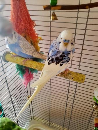 Image 1 of Two Young Male Budgies not hand tame