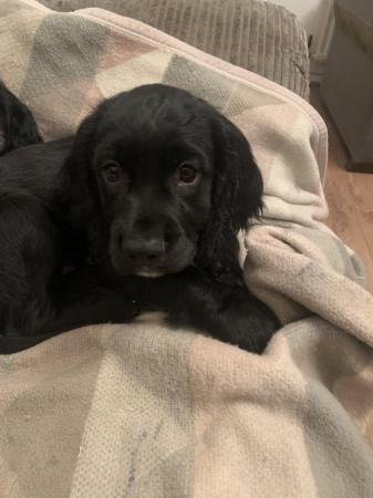 Image 6 of Kc Cocker Spaniel pups ready to leave reduced 2 left