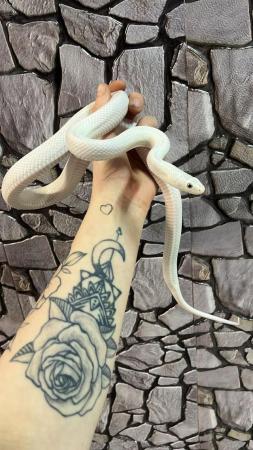 Image 5 of Pair of Leucistic Texas Rat Snakes 100% het Scaleless