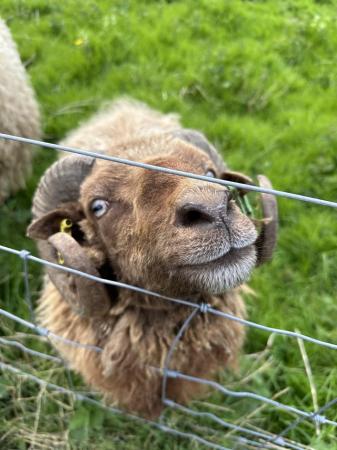 Image 2 of Handsome Ouessant Ram For Sale