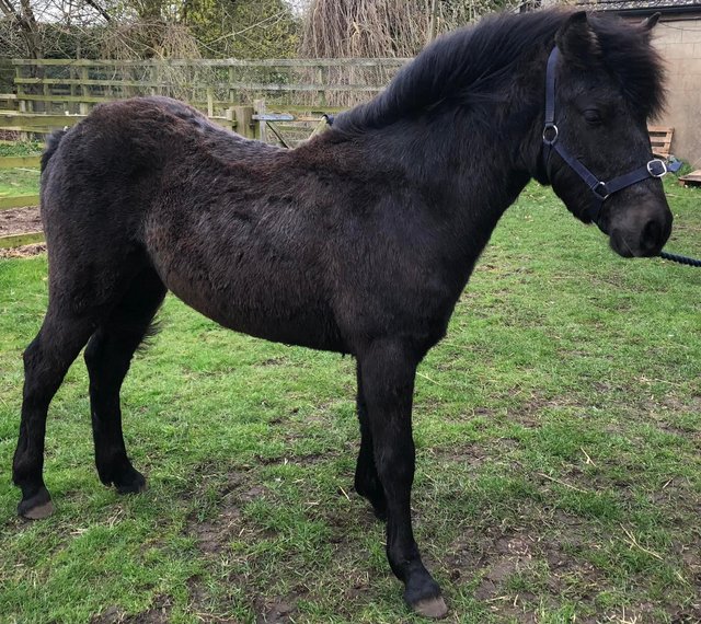 Preview of the first image of 1 year old Connemara filly.