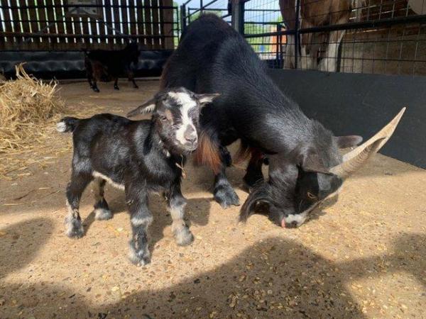 Image 15 of Registered Dwarf Dairy Billy Goat like Nigerian Dwarf Loan