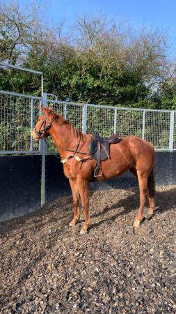 Image 3 of Lovely temperament 3yro tb mare