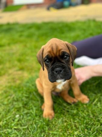 Image 12 of Stunningly Perfect 6 week old KC Pedigree Boxer puppies.