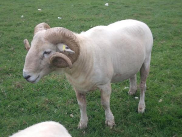 Image 1 of Wiltshire Horn Rams available