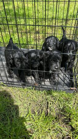 Image 5 of 11 week old cockerpoo dog puppies for sale