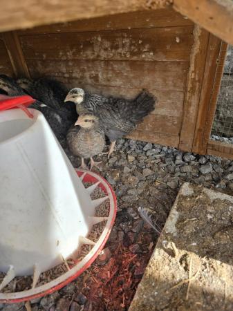 Image 2 of 4 week old cream legbar hens