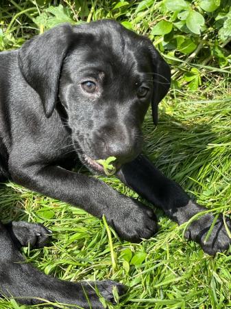 Image 3 of 12 week old Labrador puppies, Kennel Club registered