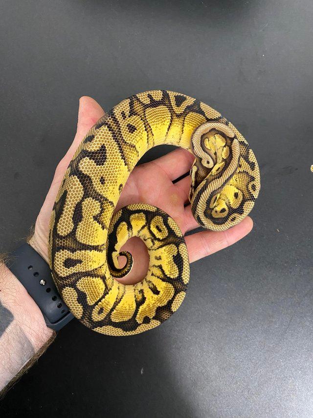 Preview of the first image of Male Red Stripe Pastel Yellow Belly 100% Het Desert Ghost.
