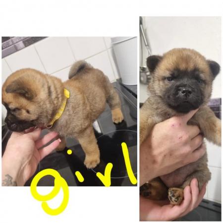 Image 5 of Amazing chow chow x pups for sale
