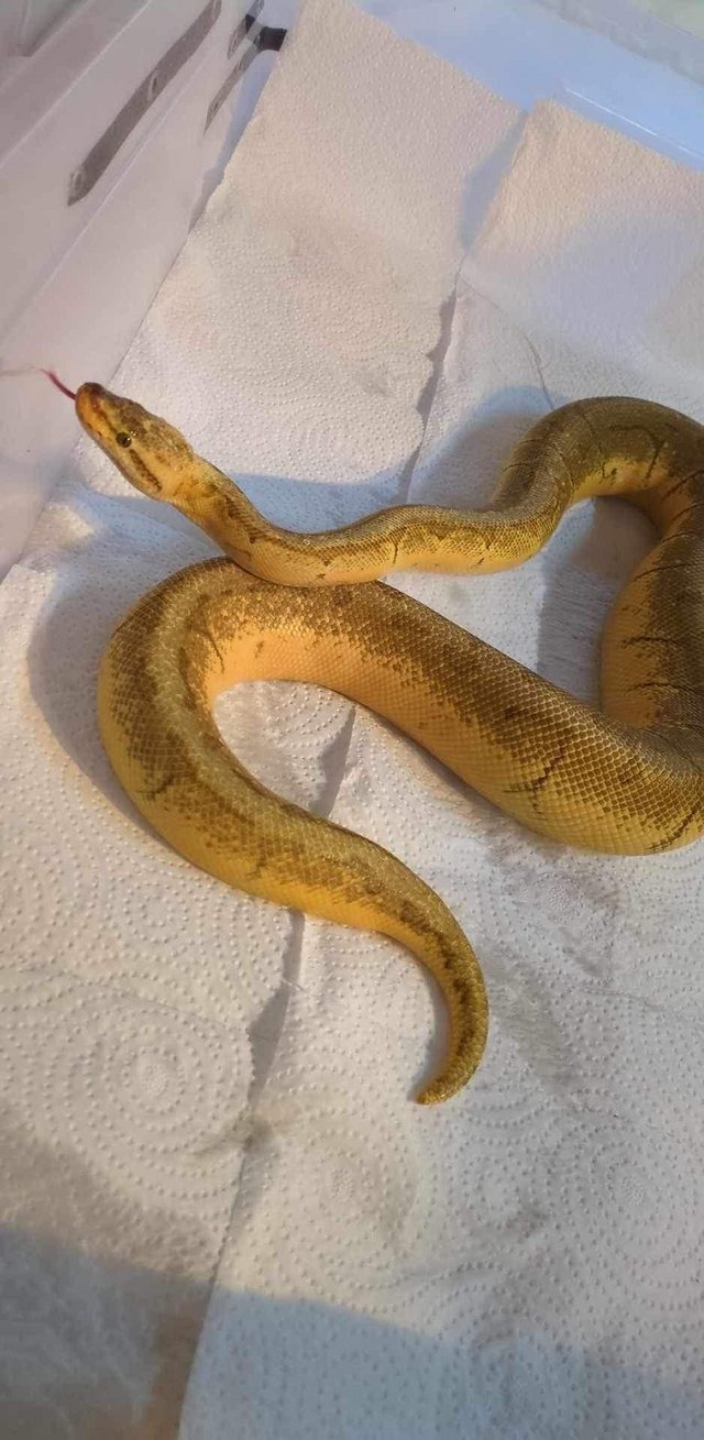 Preview of the first image of Adult Royal/Ball Python rare genetics.