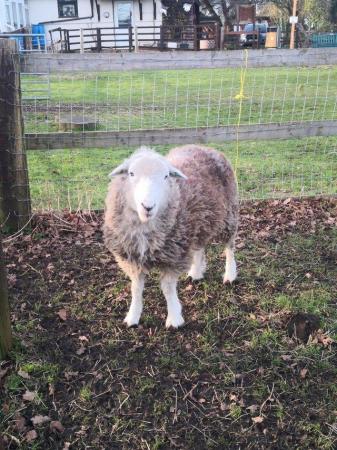 Image 3 of Herdwick Ram, ready for his next tour of duty