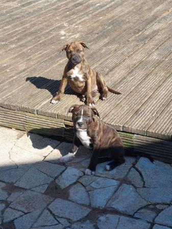 Image 1 of Beautiful Staffordshire bull terriers puppys