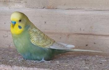Image 5 of Budgies available all over one year