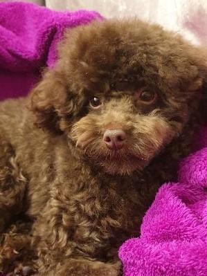 Image 3 of kc reg tiny chocolate toy poodle for stud only