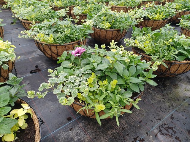 Preview of the first image of ?? Summer Hanging Baskets??.