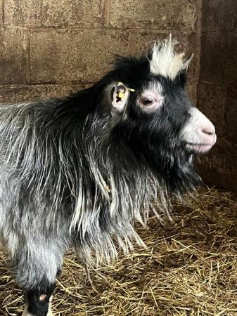 Image 2 of Disbudded Registered Pygmy Billy Goat