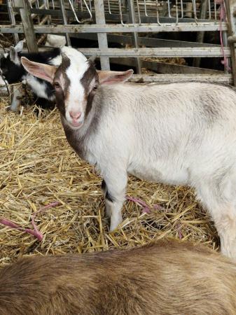 Image 7 of Female pygmy goat kid, gorgeous colouring