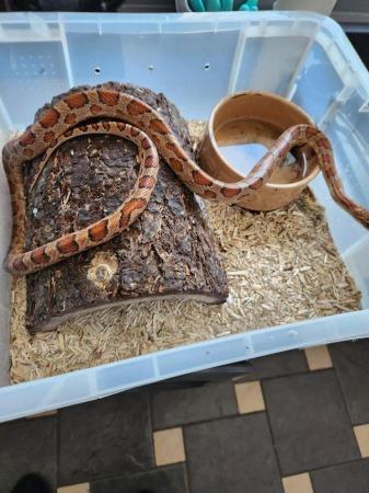 Image 2 of CORN SNAKES OF DIFFERENT TYPES
