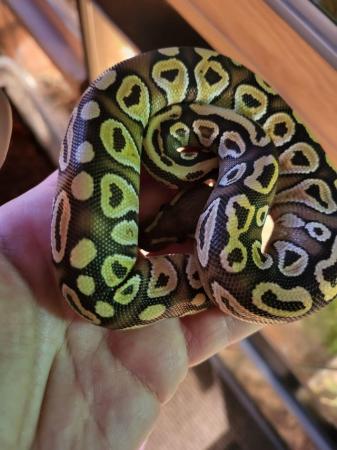 Image 7 of *REDUCED* 3 Royal Pythons looking for their forever homes