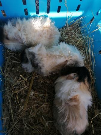 Image 3 of Lovely long haired baby Guinea pigs