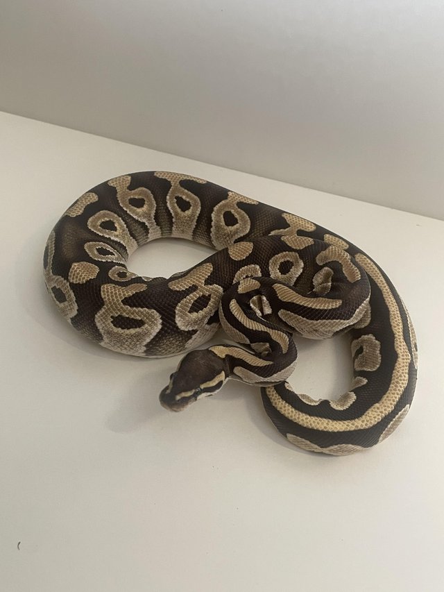 Preview of the first image of Mojave Het clown female ball python.