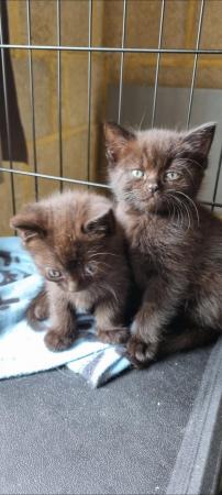 Image 2 of 8 week old black kittens