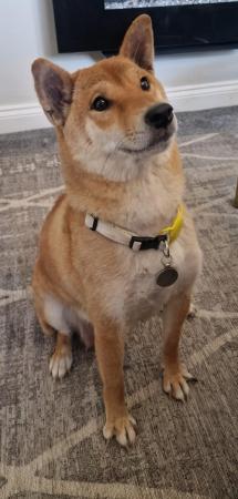 Image 4 of JAPANESE SHIBA INU PUPPY FOR SALE