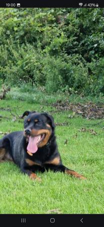 Image 5 of Rottweiler/Collie in need of a new home ??