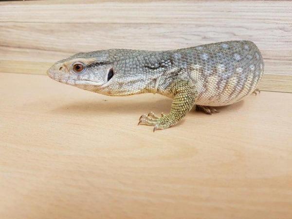 Image 18 of WARRINGTON PETS STOCKED LIZARDS FOR SALE