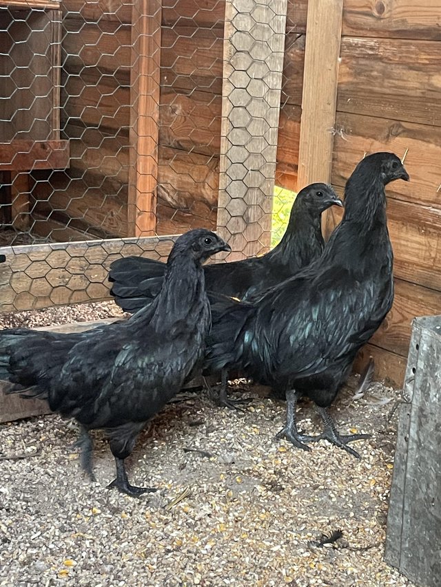 Preview of the first image of Three hens  of ayam cemani.